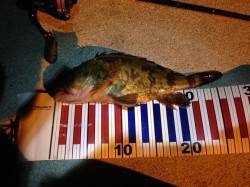 1投1釣のタケノコメバルの嵐！ 良型ガシラ…