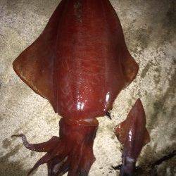 今年初メバリング、底を狙ってなんとかガシラをゲット　タルイカのお土産も