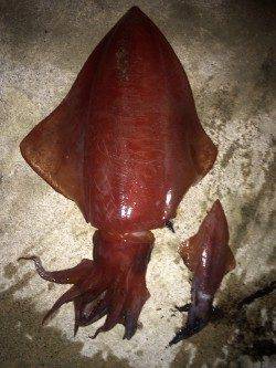 今年初メバリング、底を狙ってなんとかガシラをゲット　タルイカのお土産も