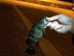 小島近辺にて初釣りメバリング