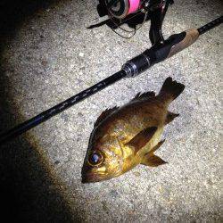 須磨　雨予報の中でのメバリング釣行