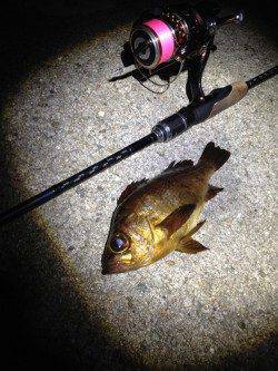 須磨　雨予報の中でのメバリング釣行