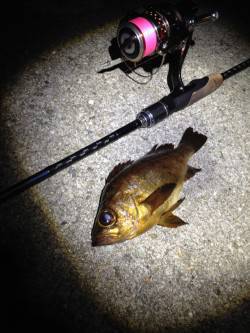 須磨　雨予報の中でのメバリング釣行