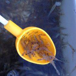 有田川一文字　エビ撒きでメバル＆ガシラ☆