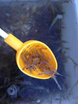 有田川一文字　エビ撒きでメバル＆ガシラ☆