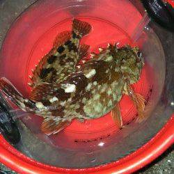 灘浜のメバリングでメバル・ガシラ・セイゴ