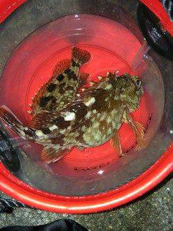 灘浜のメバリングでメバル・ガシラ・セイゴ