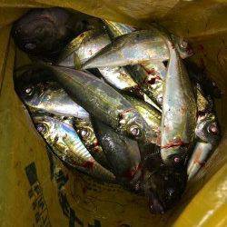 強風の中粘ってアジング、アジ・ガシラ・メバルの釣果