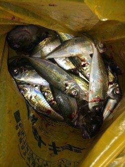 強風の中粘ってアジング、アジ・ガシラ・メバルの釣果