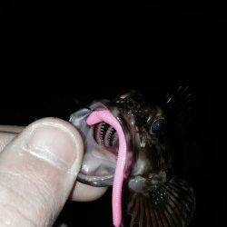 強風の中ダウンショットでキワを探ってガシラ爆釣