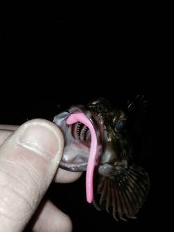 強風の中ダウンショットでキワを探ってガシラ…