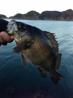 有田川一文字　エビ撒きでメバル＆ガシラ☆