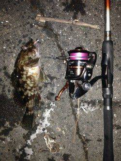 淡輪漁港でのメバリング釣果