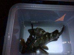 小島近辺にて初釣りメバリング