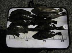 垂水漁港　ウキ釣り＆メバリングでメバル狙い…