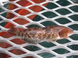 初日の出を見ながら須磨海釣り公園にて初釣り…