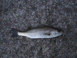 エビ撒き釣りでセイゴの釣果、次回はサイズUPに期待