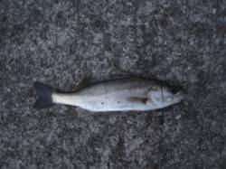 エビ撒き釣りでセイゴの釣果、次回はサイズU…