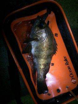 樽井漁港沖向きテトラで26cmのメバルゲット！