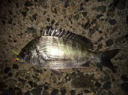 旭　今年最後の釣行でメバル・ガシラ・チヌ