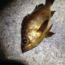 須磨　雨予報の中でのメバリング釣行