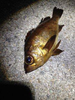 須磨　雨予報の中でのメバリング釣行