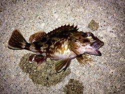 壁際に底まで着底させ誘いを入れるとガシラヒット！