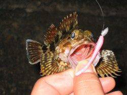 メバリングでメバル・ガシラ、ウィード際を探り釣果を追加