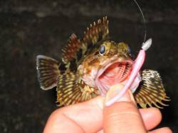 メバリングでメバル・ガシラ、ウィード際を探…