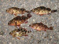 メバリングでメバル・ガシラ、ウィード際を探り釣果を追加