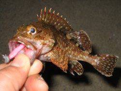 アッパーカットで中層～ボトムをダートさせメバルヒット！