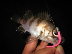 アッパーカットで中層～ボトムをダートさせメ…