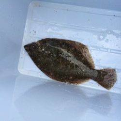 渡船を使って沖の北で投げ釣り　カレイ35cm