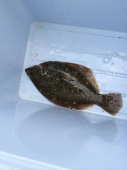 渡船を使って沖の北で投げ釣り　カレイ35c…