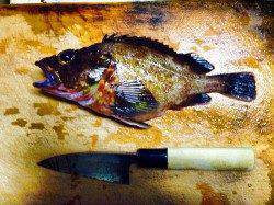 姫路 テトラの穴釣りで根魚狙い 23cmの良型ガッシーも