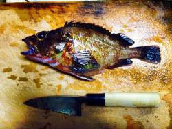 姫路　テトラの穴釣りで根魚狙い　23cmの…