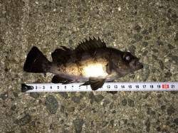 灘浜のメバリングでメバル・ガシラ・セイゴ