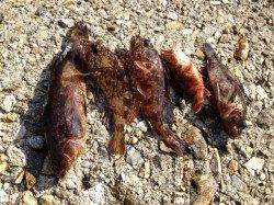 明石港　大晦日の釣行で落とし込みのガシラ狙い