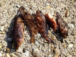 明石港　大晦日の釣行で落とし込みのガシラ狙…