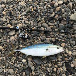 白浜周辺のショアジギングでブリ81㎝☆記憶に残る一本！