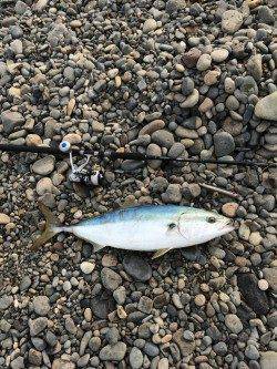 白浜周辺のショアジギングでブリ81㎝☆記憶に残る一本！