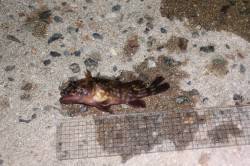 メバリングからオキアミでの胴突に変更、ガシ…