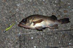 飾磨の中島埠頭、南側のテトラ付近でメバルヒット！