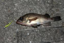 飾磨の中島埠頭、南側のテトラ付近でメバルヒ…