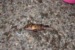 網干浜北東面でメバリング、ヒットはあったので 結構楽しめた。