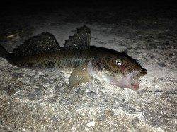 舞洲近辺でアジング　アジは見えずガシラとハゼが