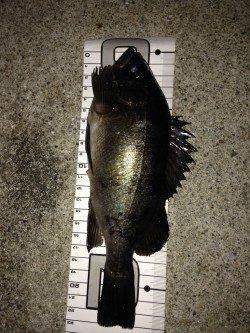 中層スローリトリーブでメバルの強烈なアタリ