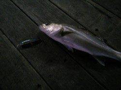 仕事帰りに初シーバス釣り、2投目でヒット♪