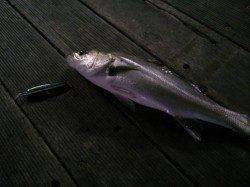 仕事帰りに初シーバス釣り、2投目でヒット♪