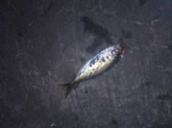 大阪南港　年内最後の釣行は…年明けはメバルで